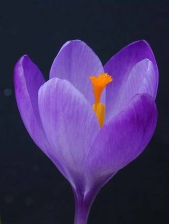 Crocus vernus vernus